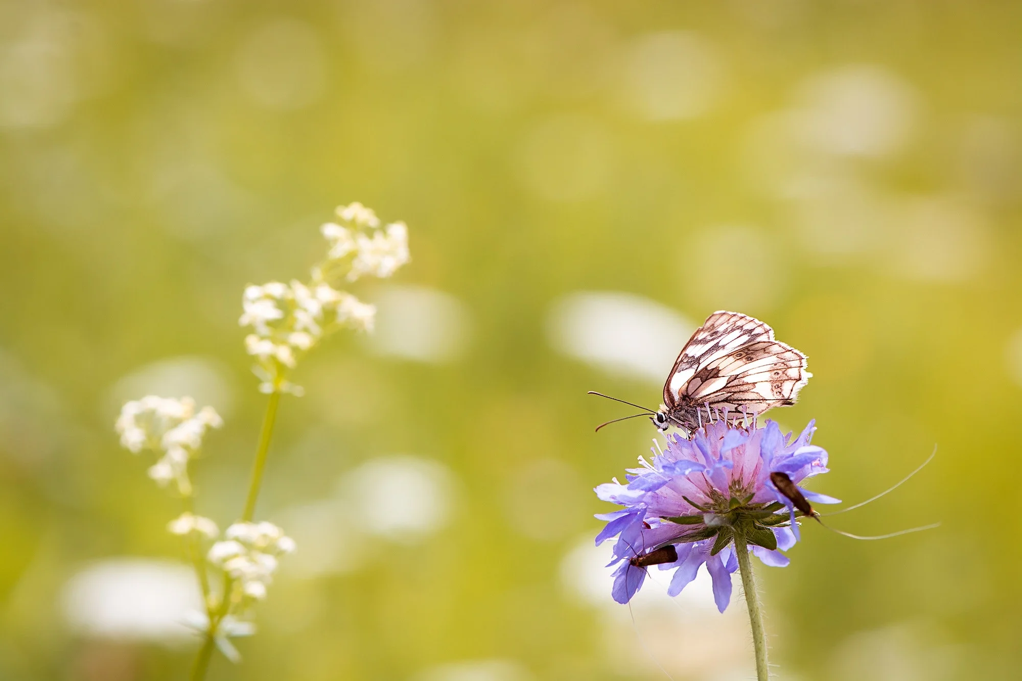 animal-beautiful-bloom-414048.jpg