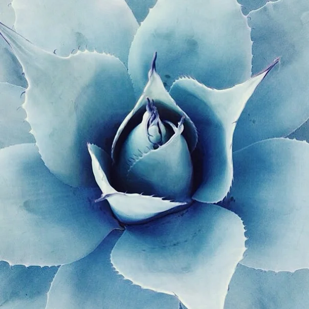 blue agave.jpg