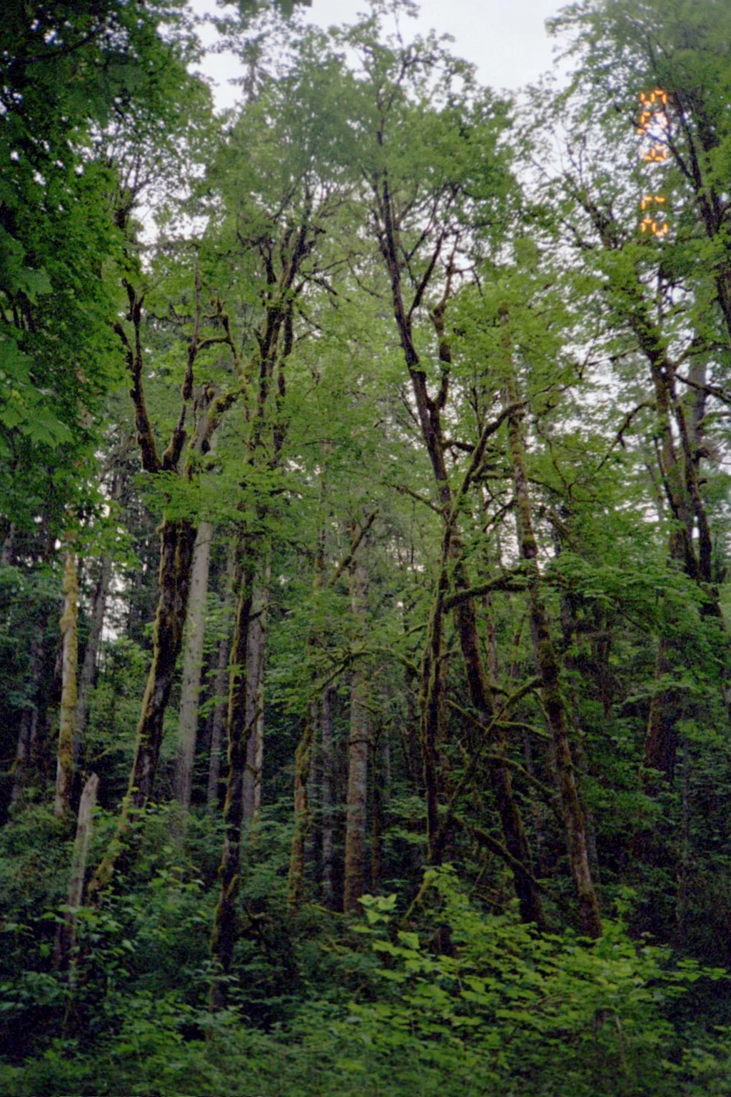 006 - Elwha Rain Forrest.JPG