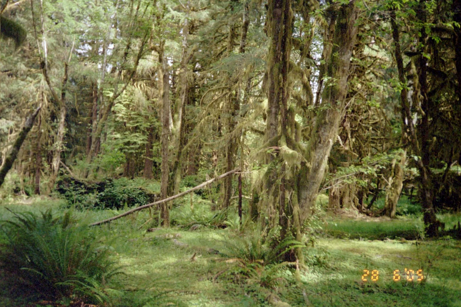 012 - Hoh Rain Forrest.JPG