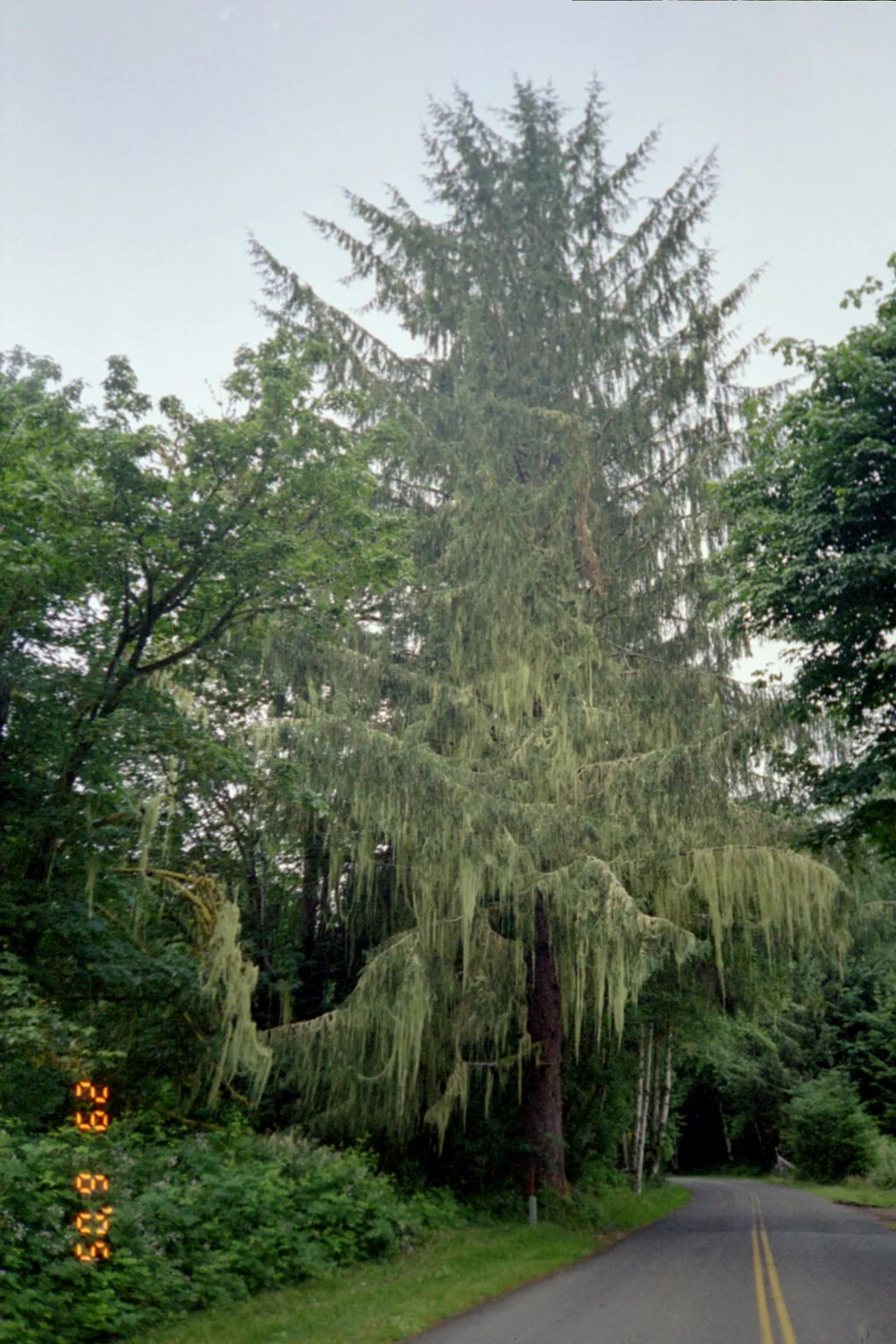 017 - Hoh Rain Forrest.JPG