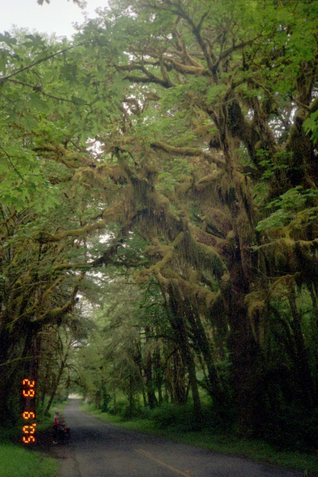 018 - Hoh Rain Forrest.JPG