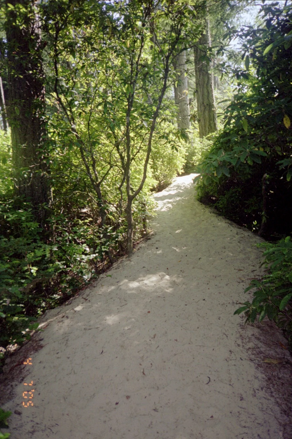 068 - Sand In The Forrest.JPG