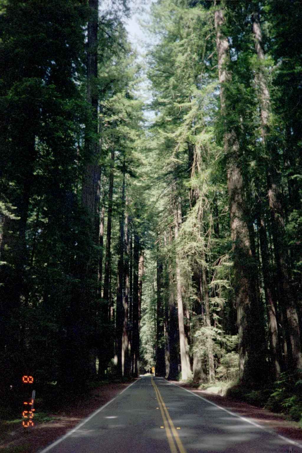 100 - Avenue Of The Giants.JPG