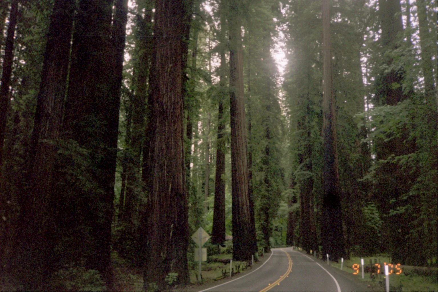 102 - Richardson Grove State Park.JPG