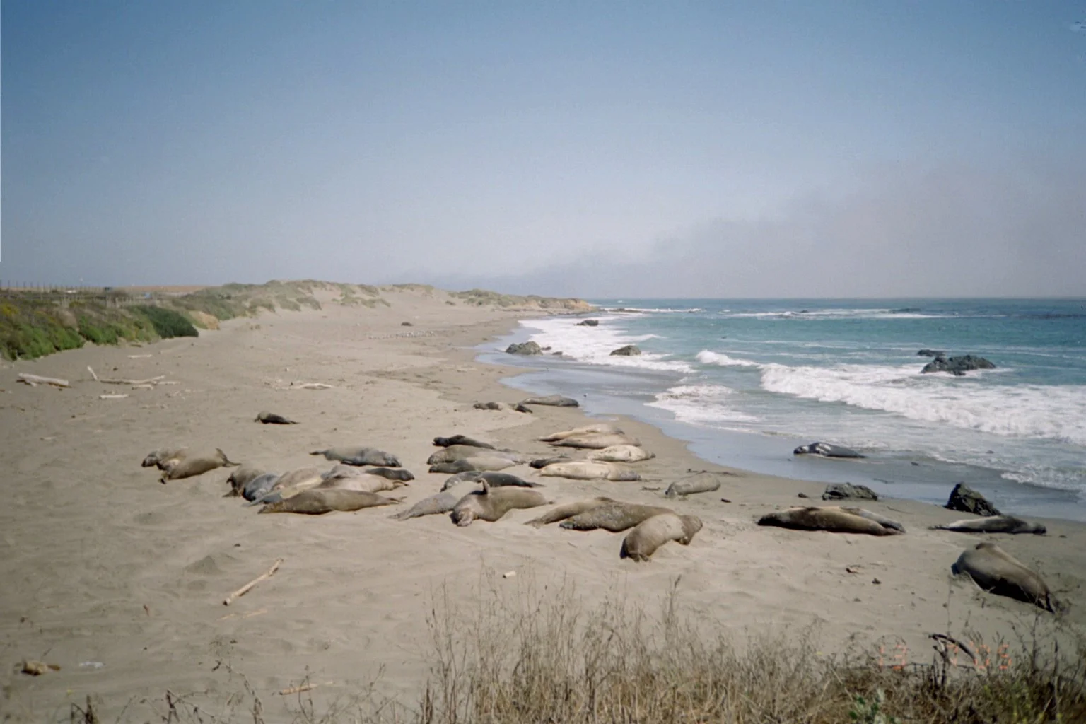 152 - Elephant Seals.JPG