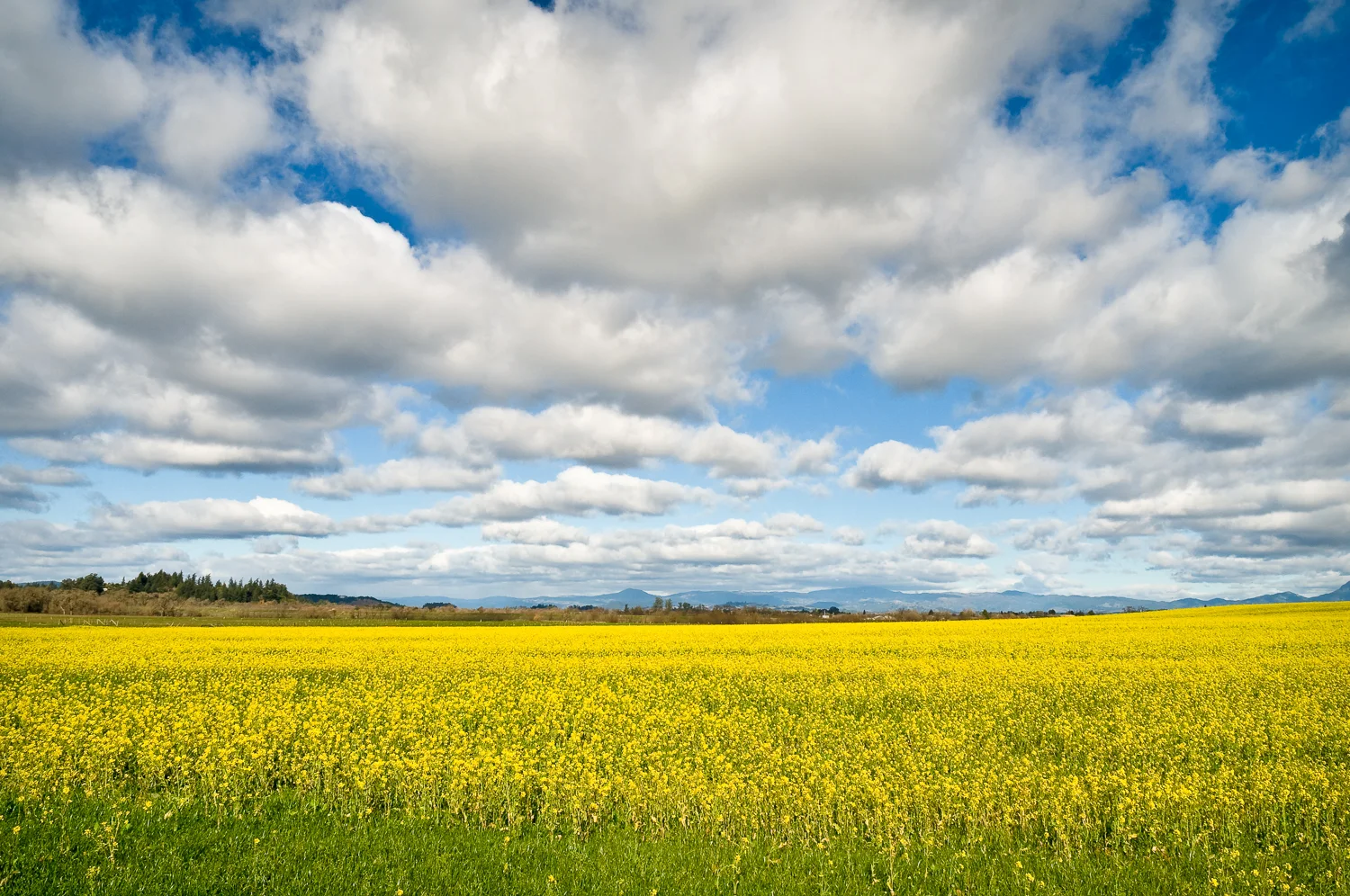 Rapeseed and clouds, Sebastopol, CA USA