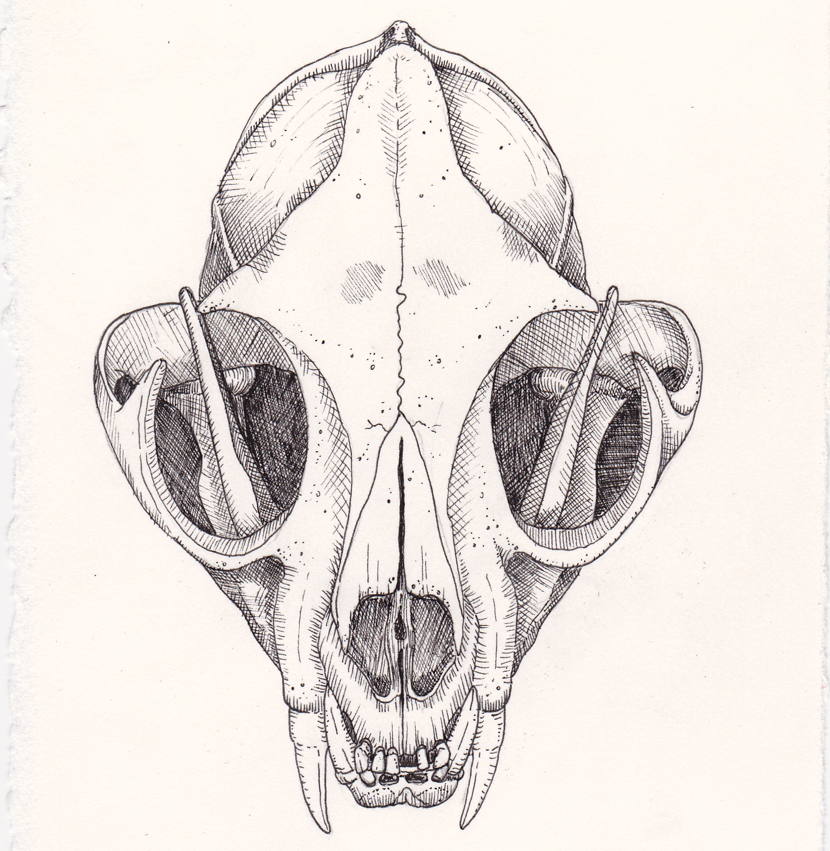 CatSkull.jpg