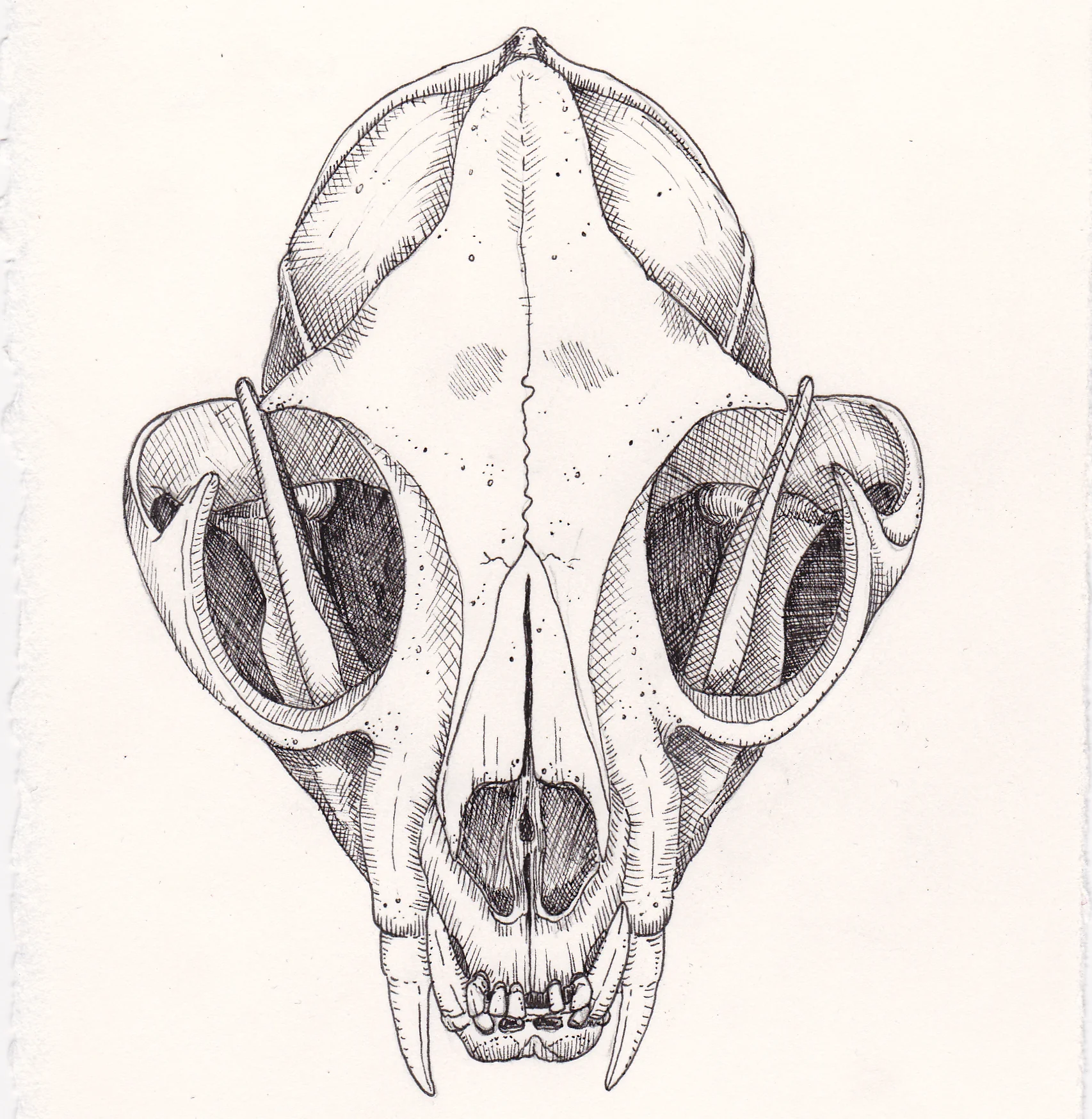 CatSkull.jpg