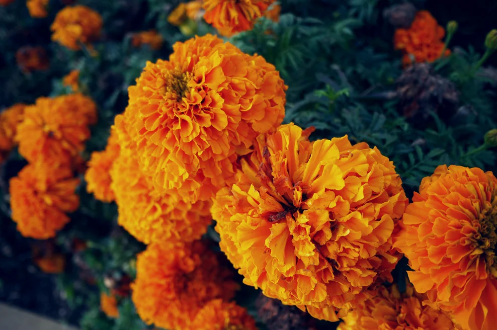 stratford-upon-avon.