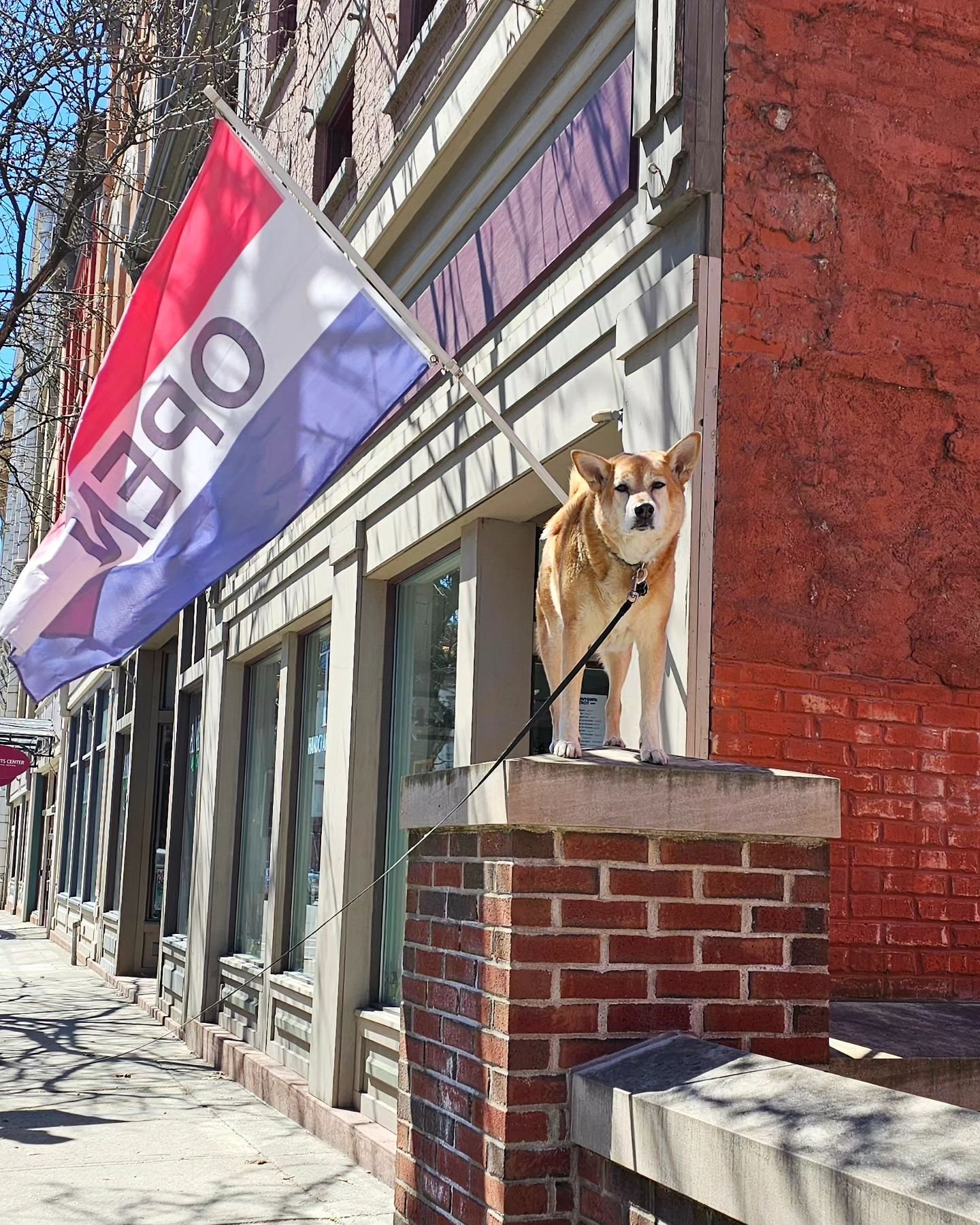 It's a sure sign of spring when Goldie jumps up to her perch next to mom's shop. This is something she randomly did one day to our surprise and has done since. She's getting closer to 11, it's crazy she still does all of it. I'll let her, until I fee