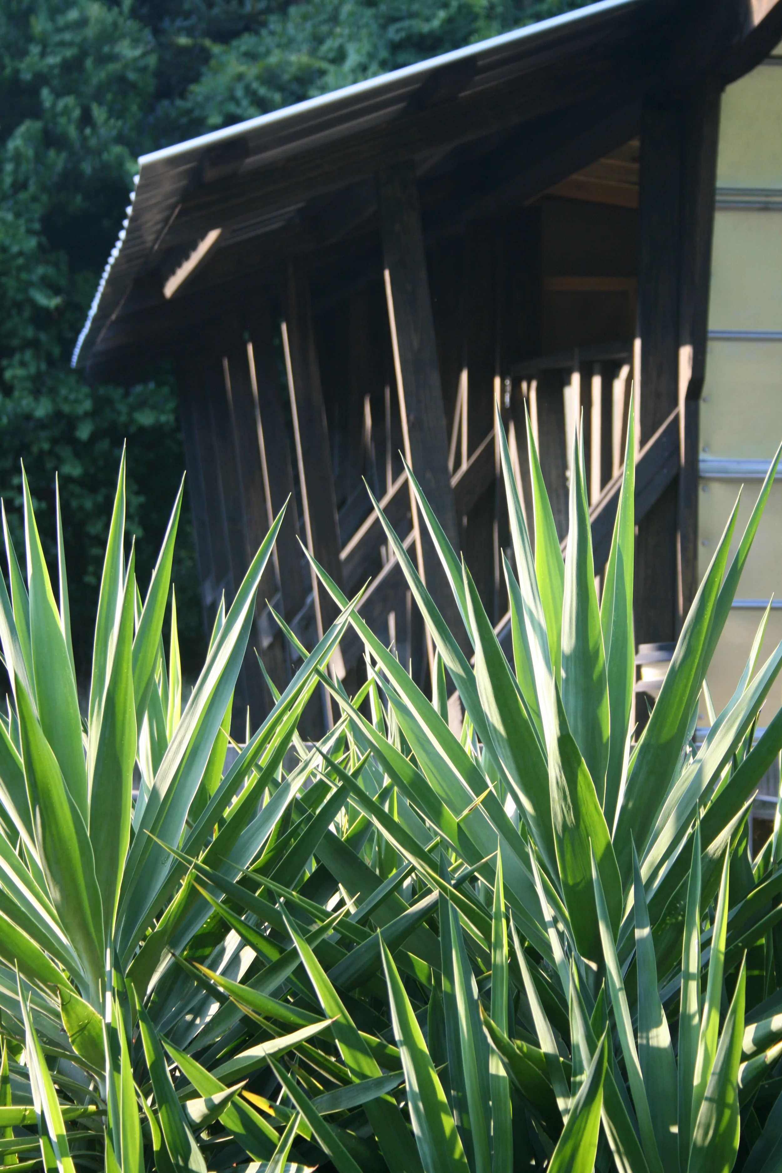 skimmers and kites 249.JPG