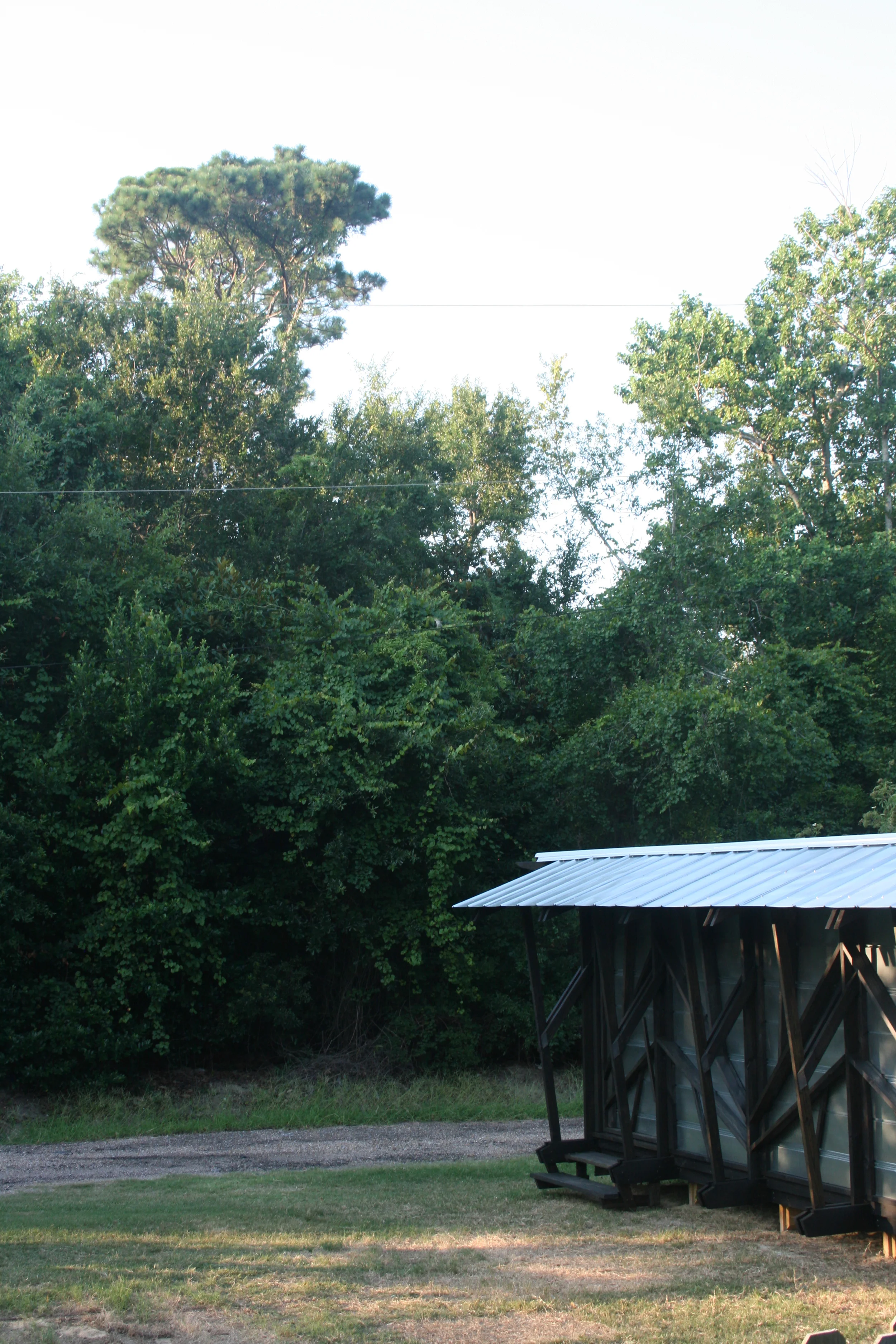 skimmers and kites 246.JPG