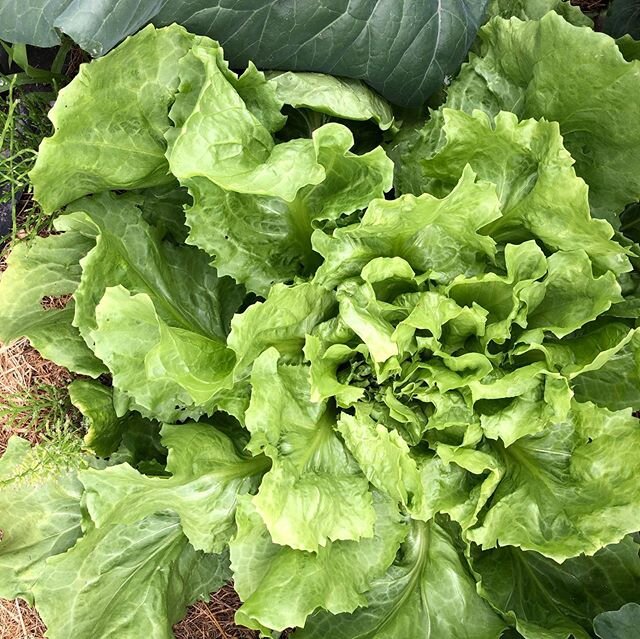 How does your garden grow? #organicgardening #hoophouse