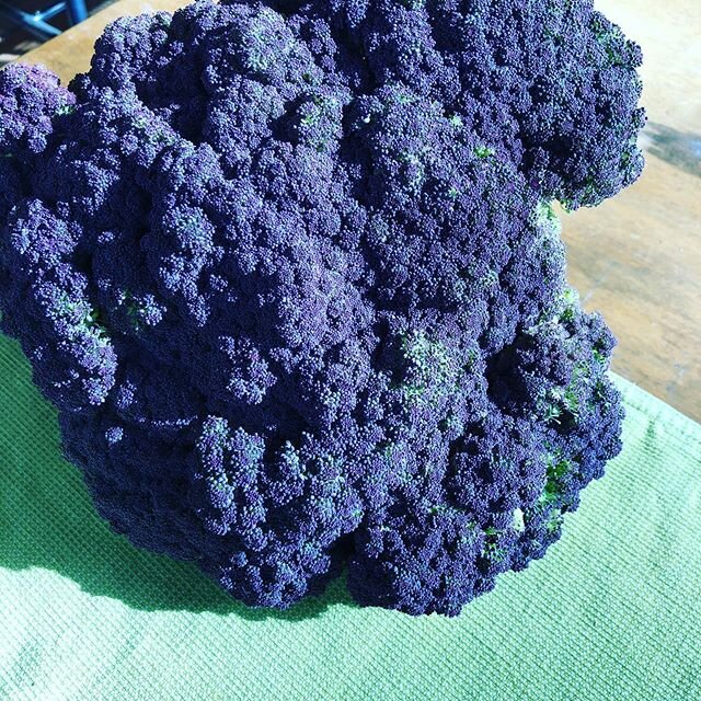 Today&rsquo;s harvest.Purple of Sicily cauliflower.  #cauliflower