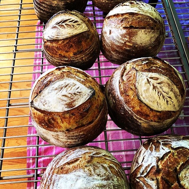 Today&rsquo;s bake. Sourdough country loaves. #sourdough #artisanbread #bakewithsg #microbakery