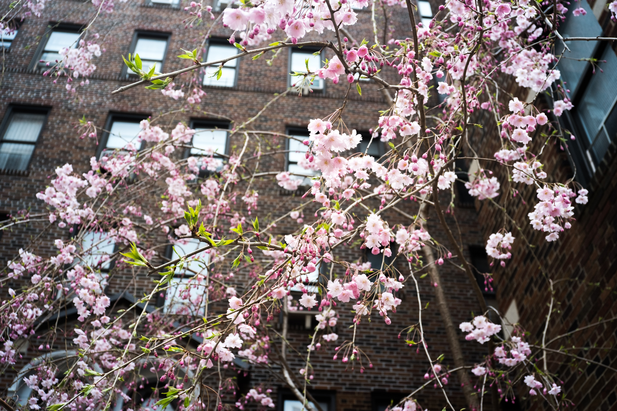 Urban Cherry Blossoms