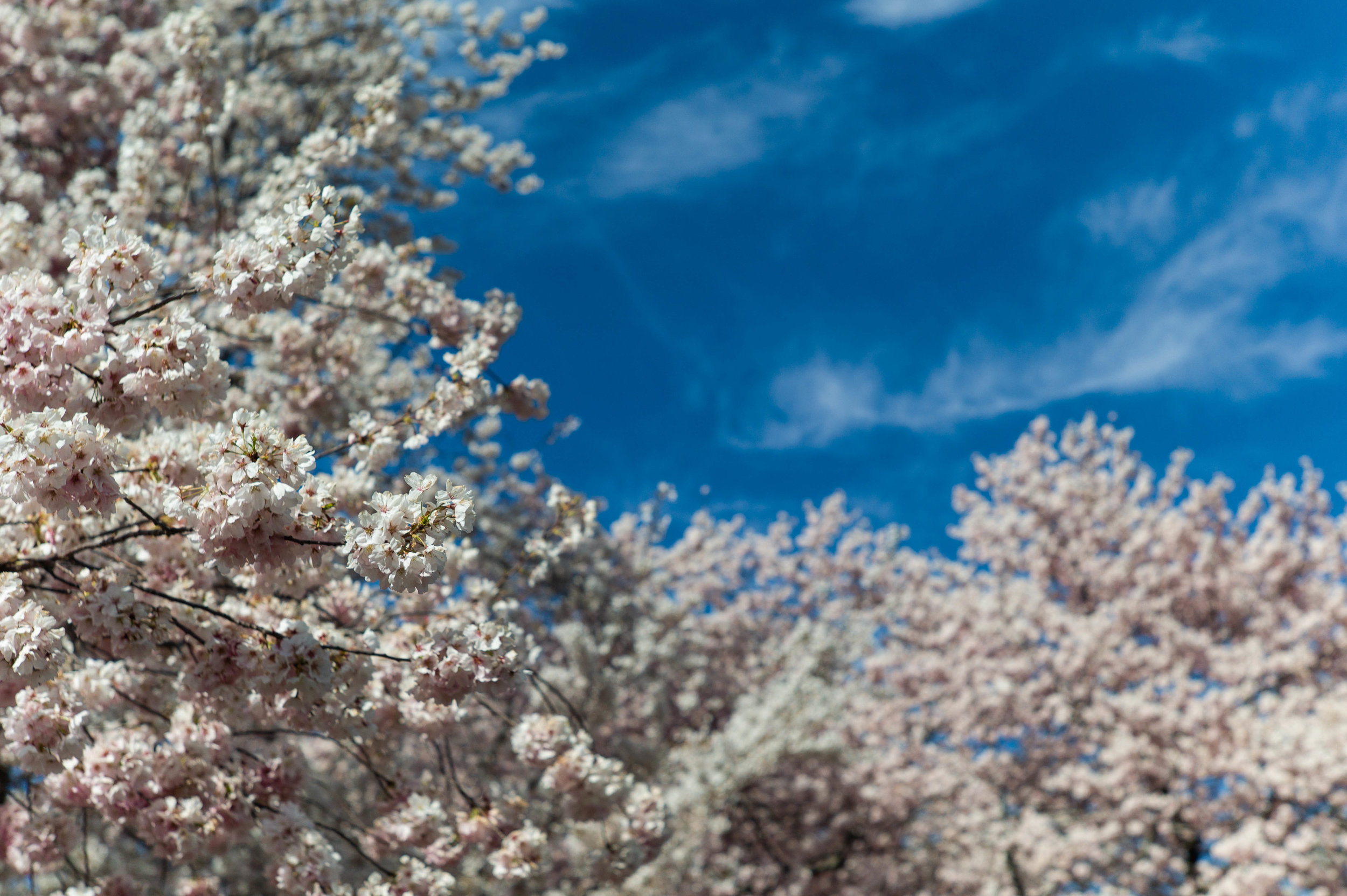 Spring in NYC