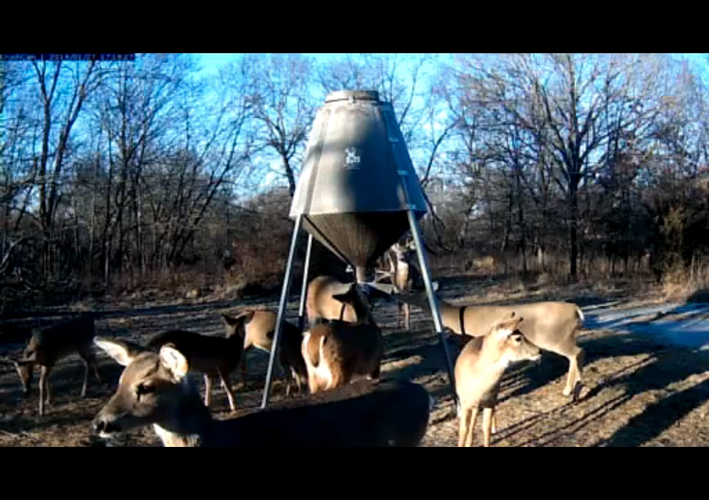 Watch the deer , live video projection, 2014 The project is coming from a live streaming from a deercam accessible to all on the internet. Deercams are surveillance cameras used in wildlife reserves, mainly in the United States. They stage a fix natural scenery, in which animals interact. They eat, run, live. This continuous stream is a contemplation of life and the passage of time. The space around the camera is maybe the place where drama will emerge. 