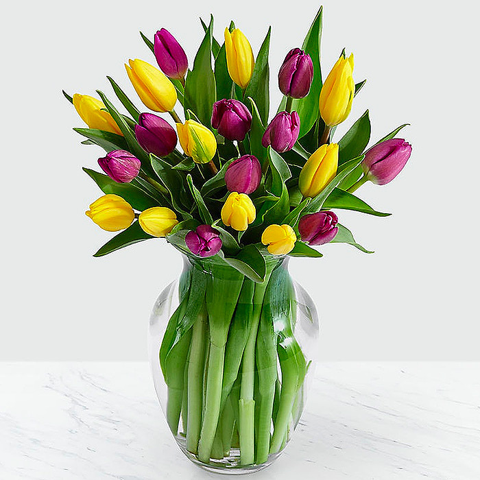 20 Royal Purple Tulips