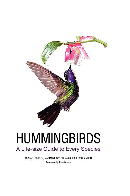 hummingbirds-a-life-sized1=guide.jpg