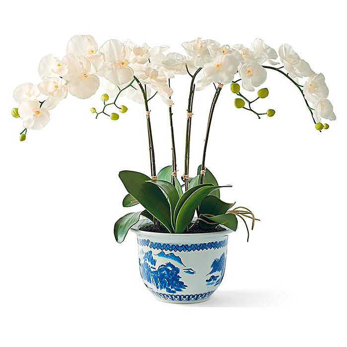 Orchid in Blue and White Ceramic Pot