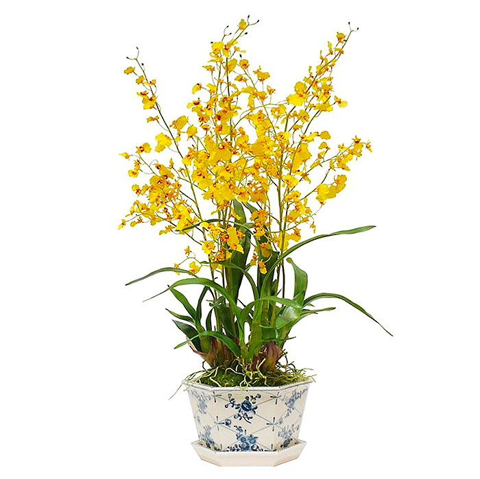 Oncidium in Rose Pot