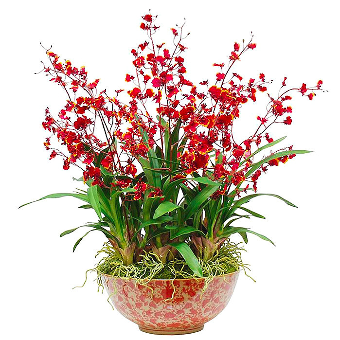 Oncidium Orchid in Ceramic Bowl