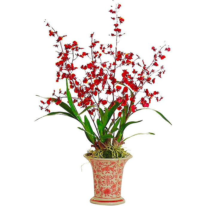 Dancing Oncidium in Ceramic Vase