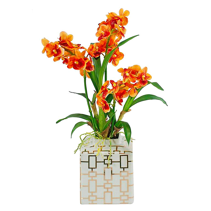 Vanda Orchid in Planter