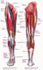 leg-muscles.gif