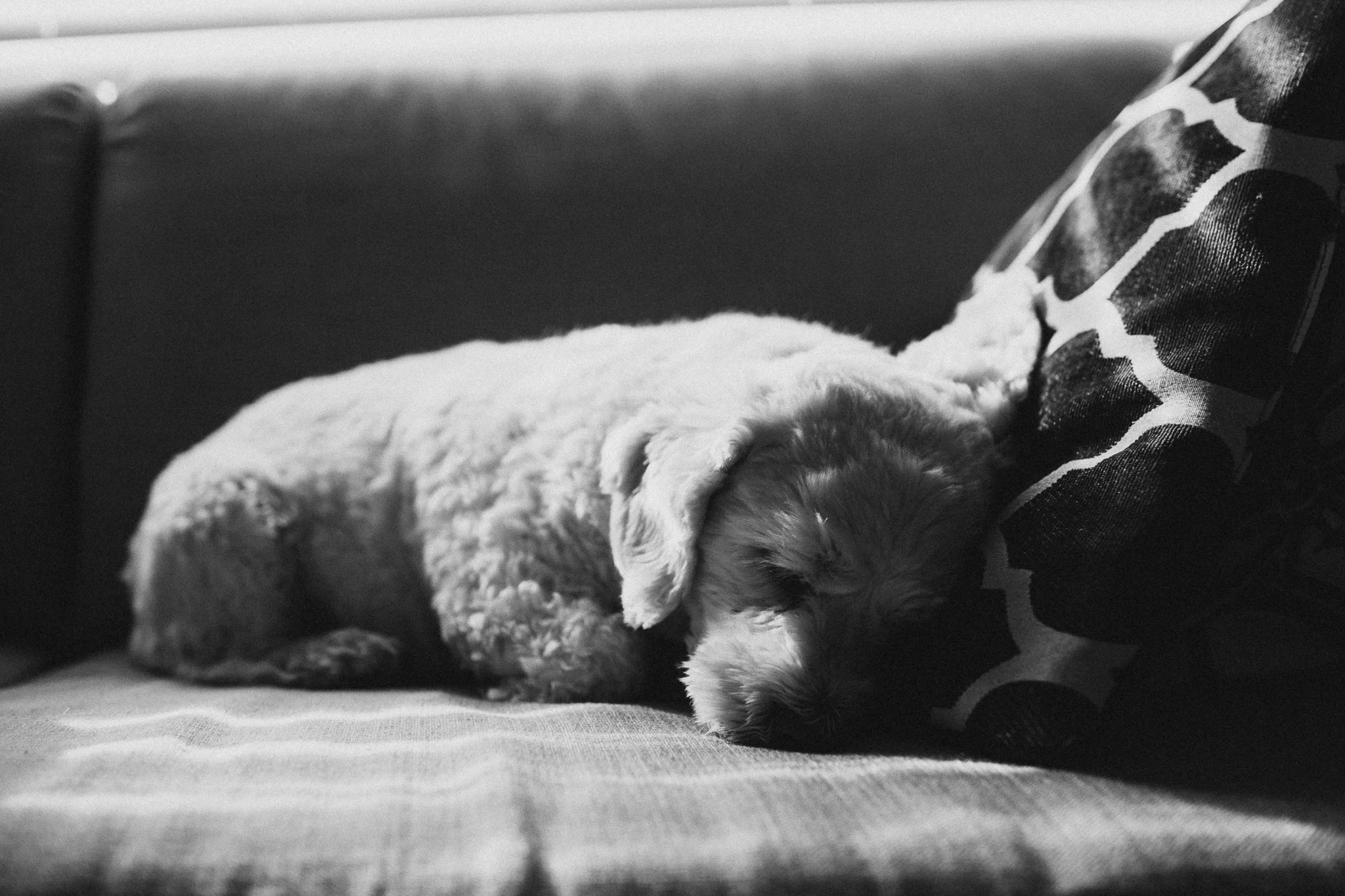 It's A Hard Dog Life