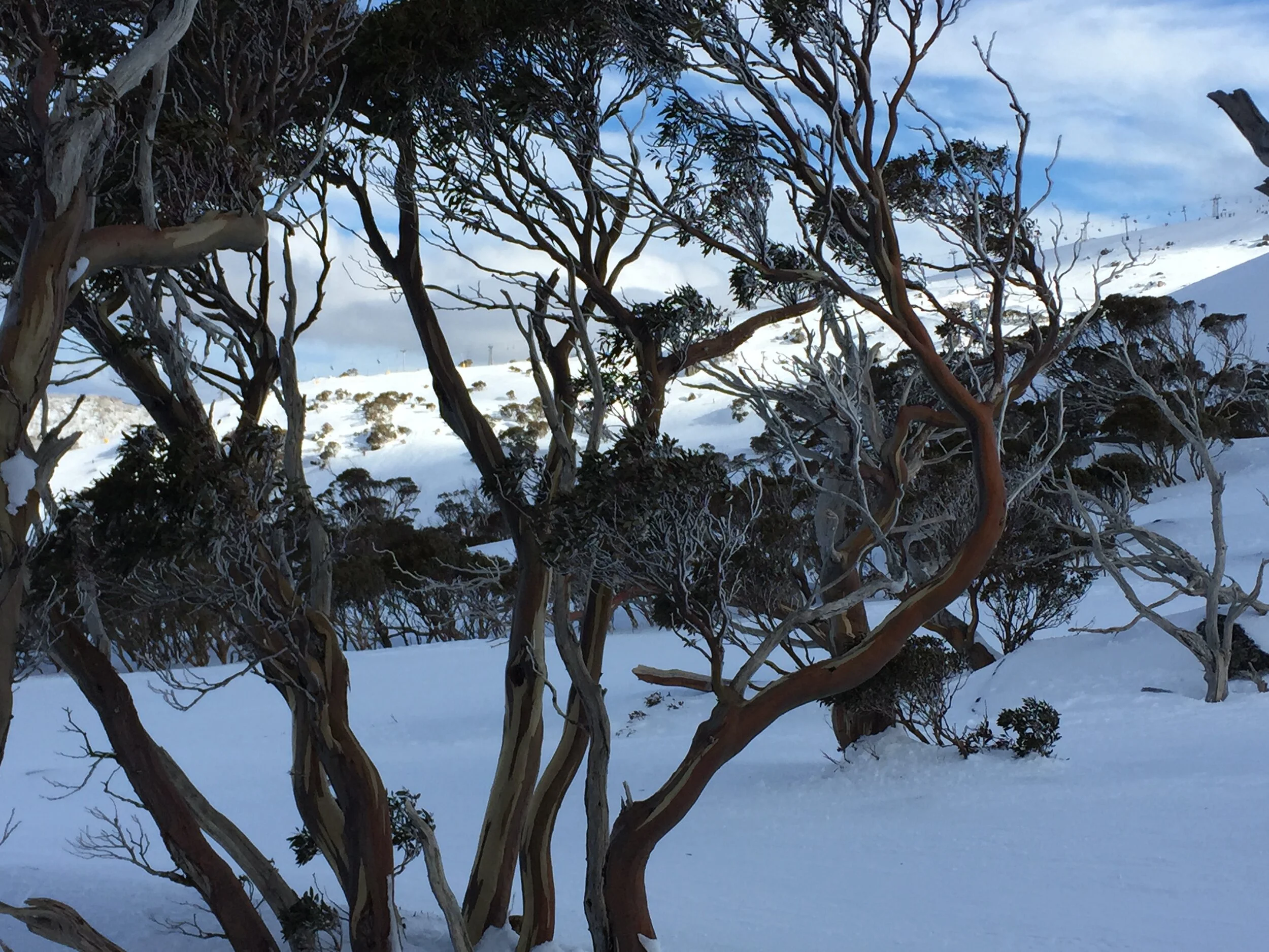 Snowgum Quarterly | Winter 2021