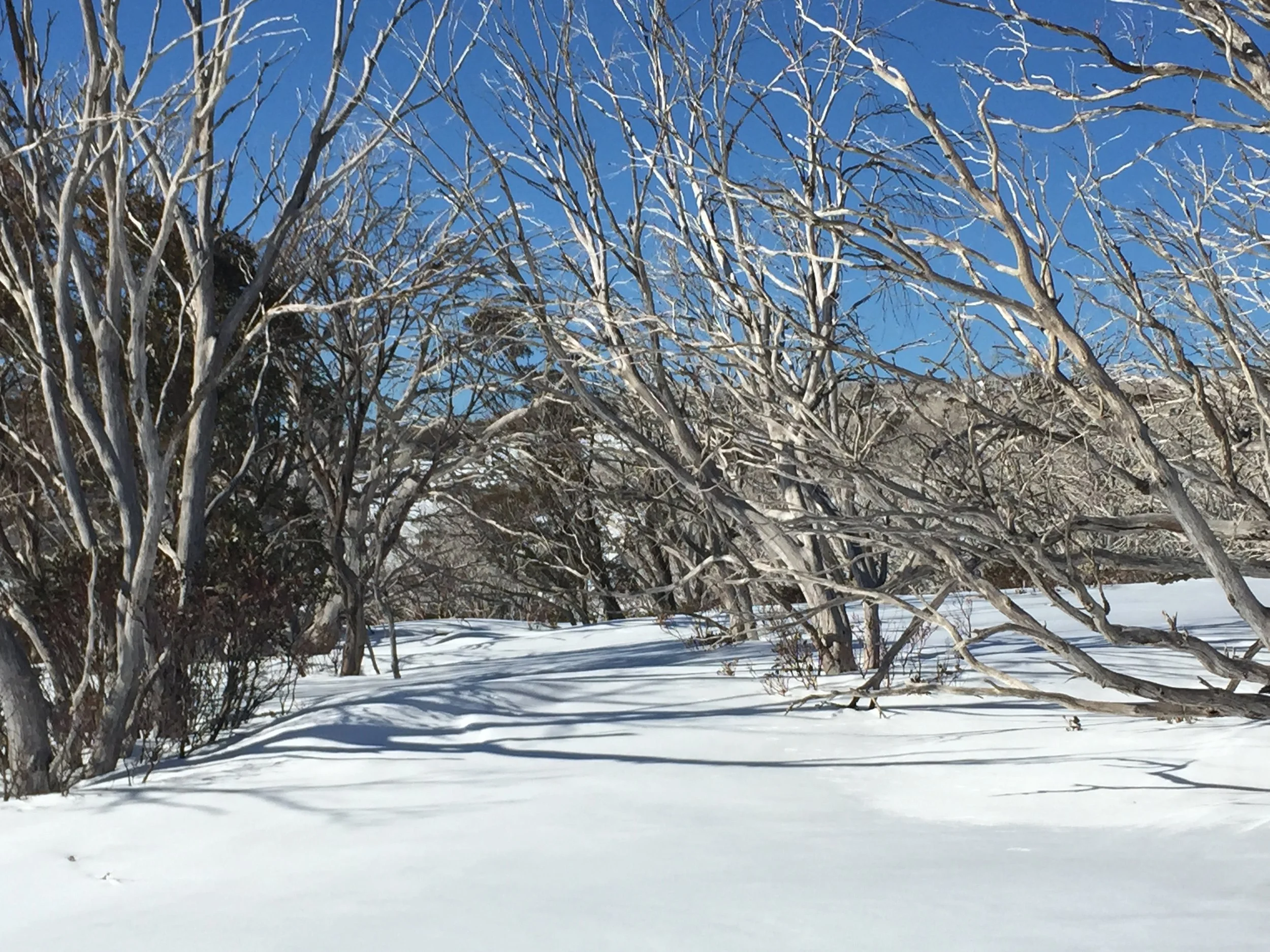 Snowgum Quarterly | Winter 2025