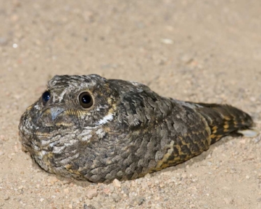 The common poorwill. It looks like a cross between an owl, a pigeon, and a rock. ( img src )