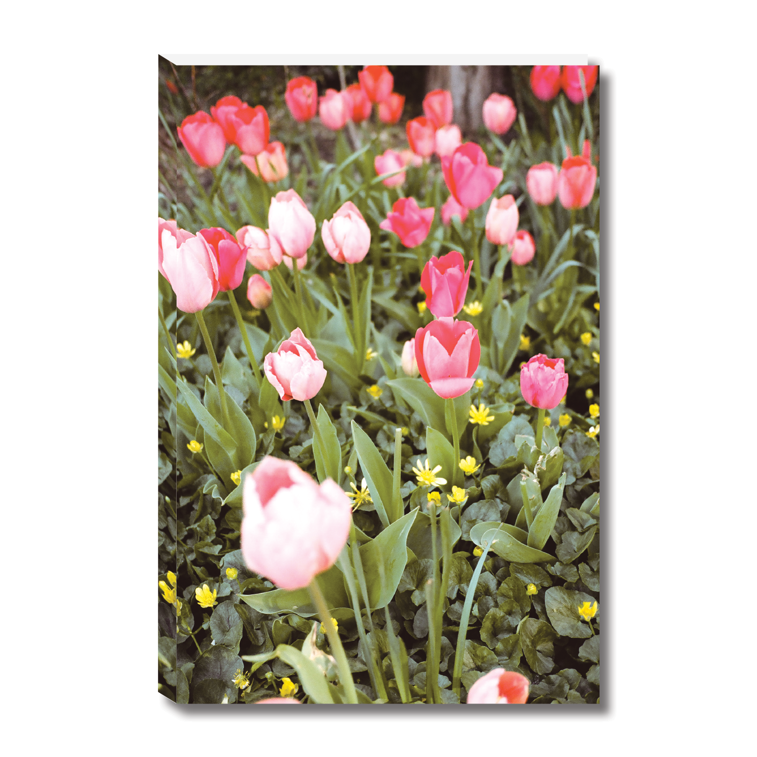 Springtime web image.png