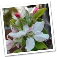 Apple Blossom Picture cropped 200 pix.jpg