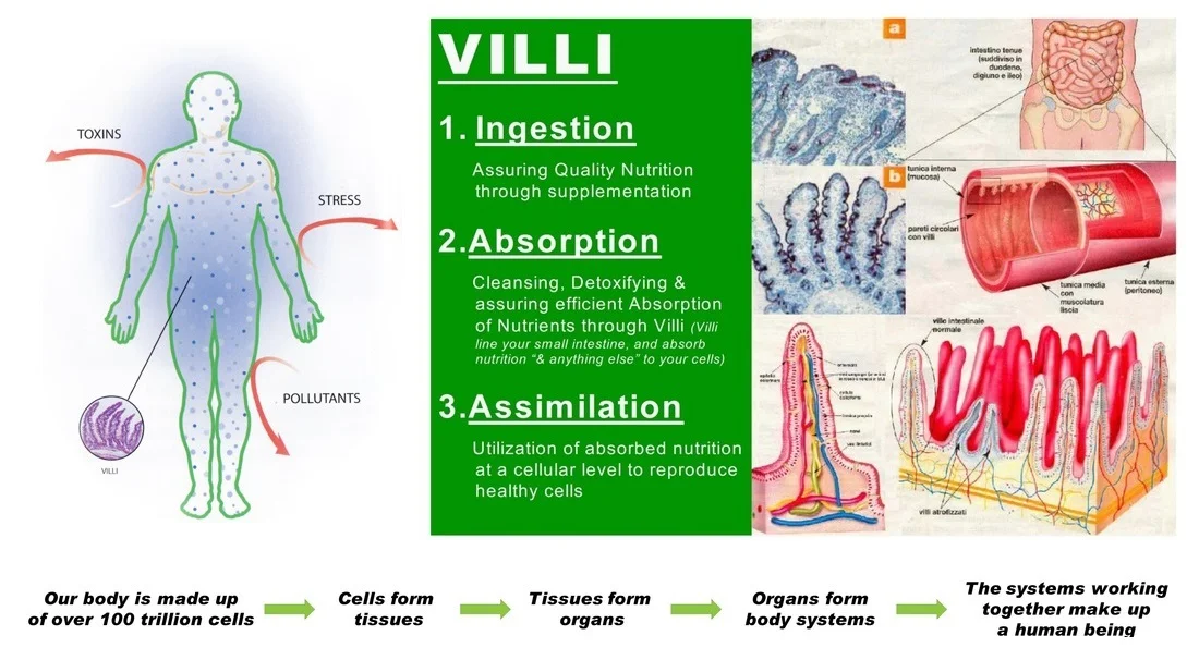 Cellular-Nutrition.jpg