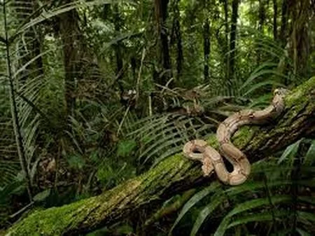 Photo credit: http://feelgrafix.com/876801-rainforest.html