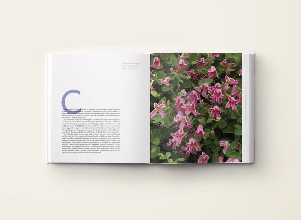 int_clematis1.jpg