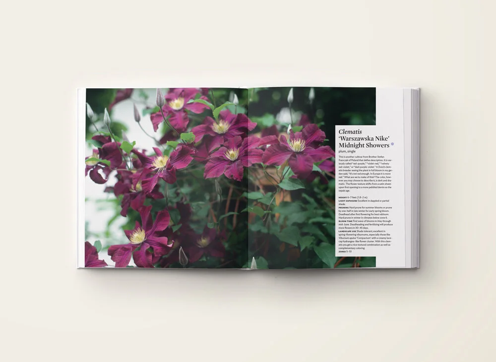 int_clematis2.jpg