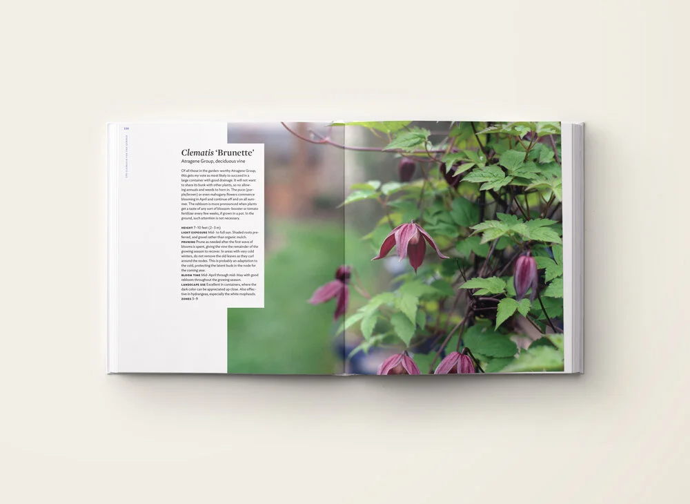 int_clematis3.jpg