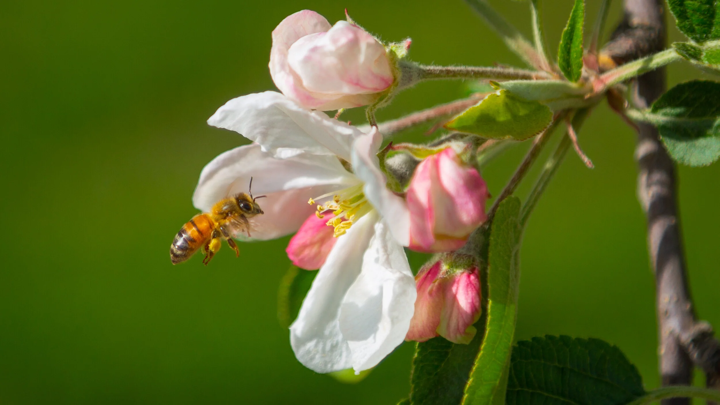 20190429_AppleBlossoms_5D3_7583.jpg