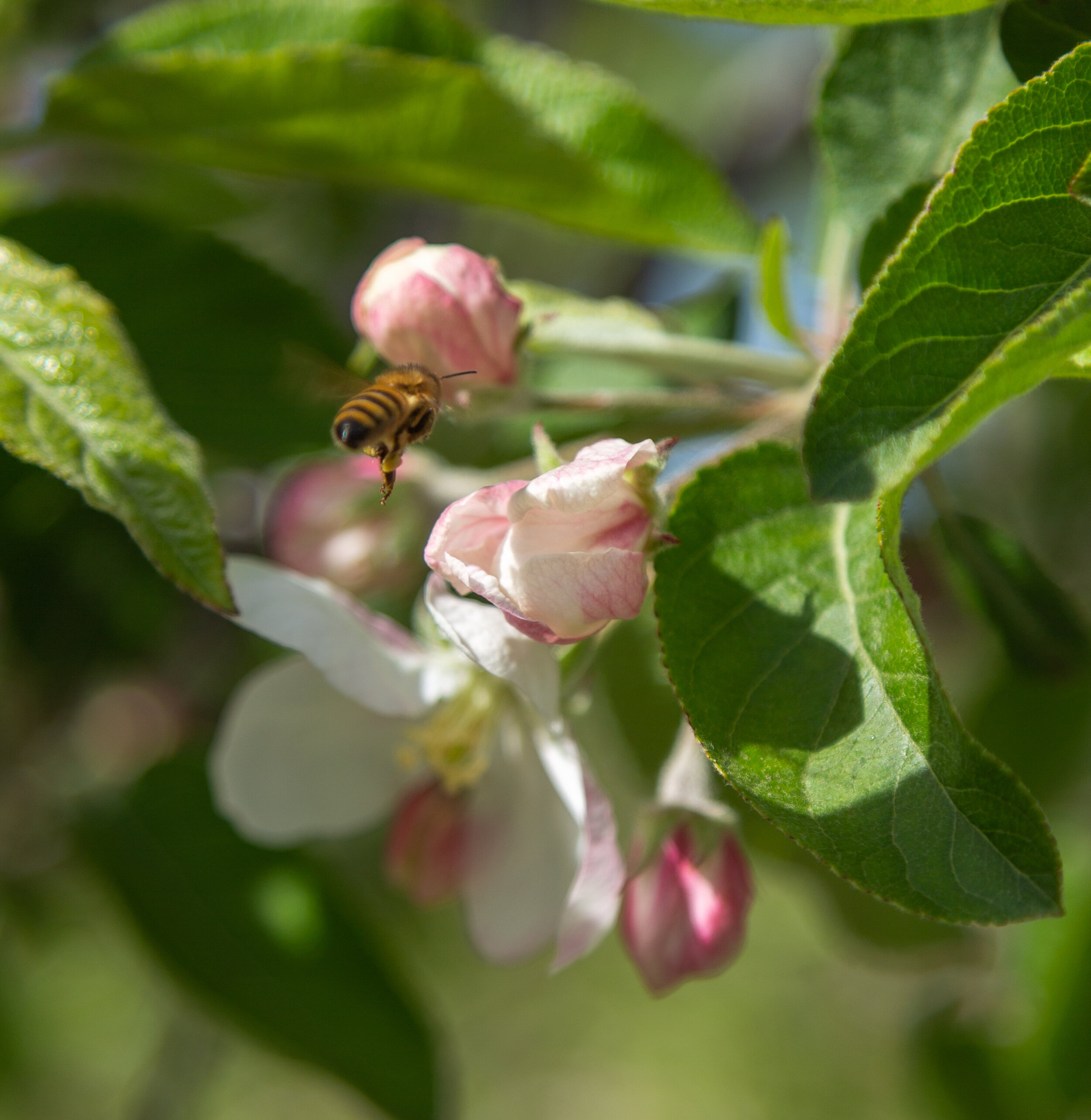 20190429_AppleBlossoms_5D3_7582.jpg