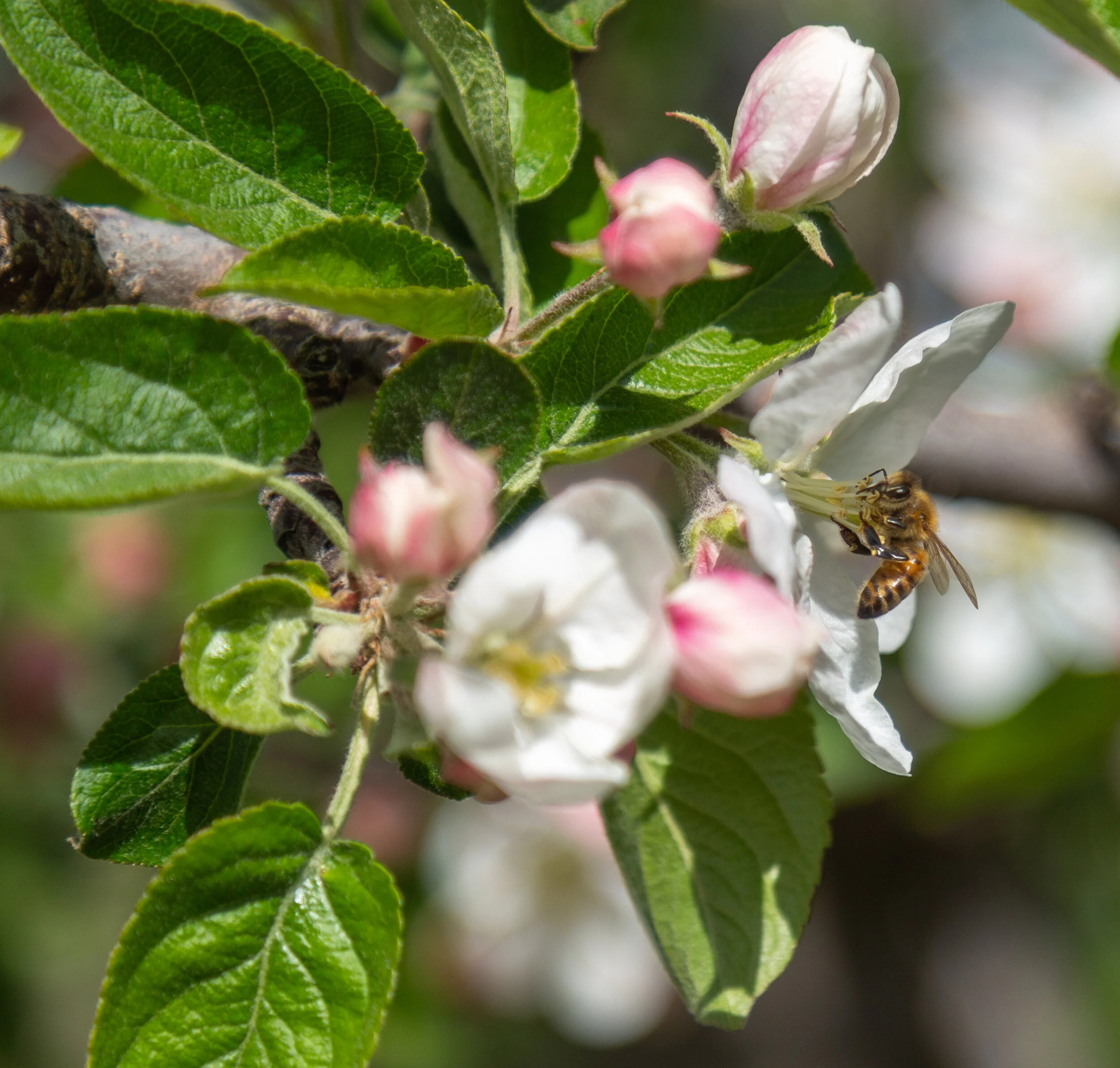 20190429_AppleBlossoms_5D3_7670.jpg