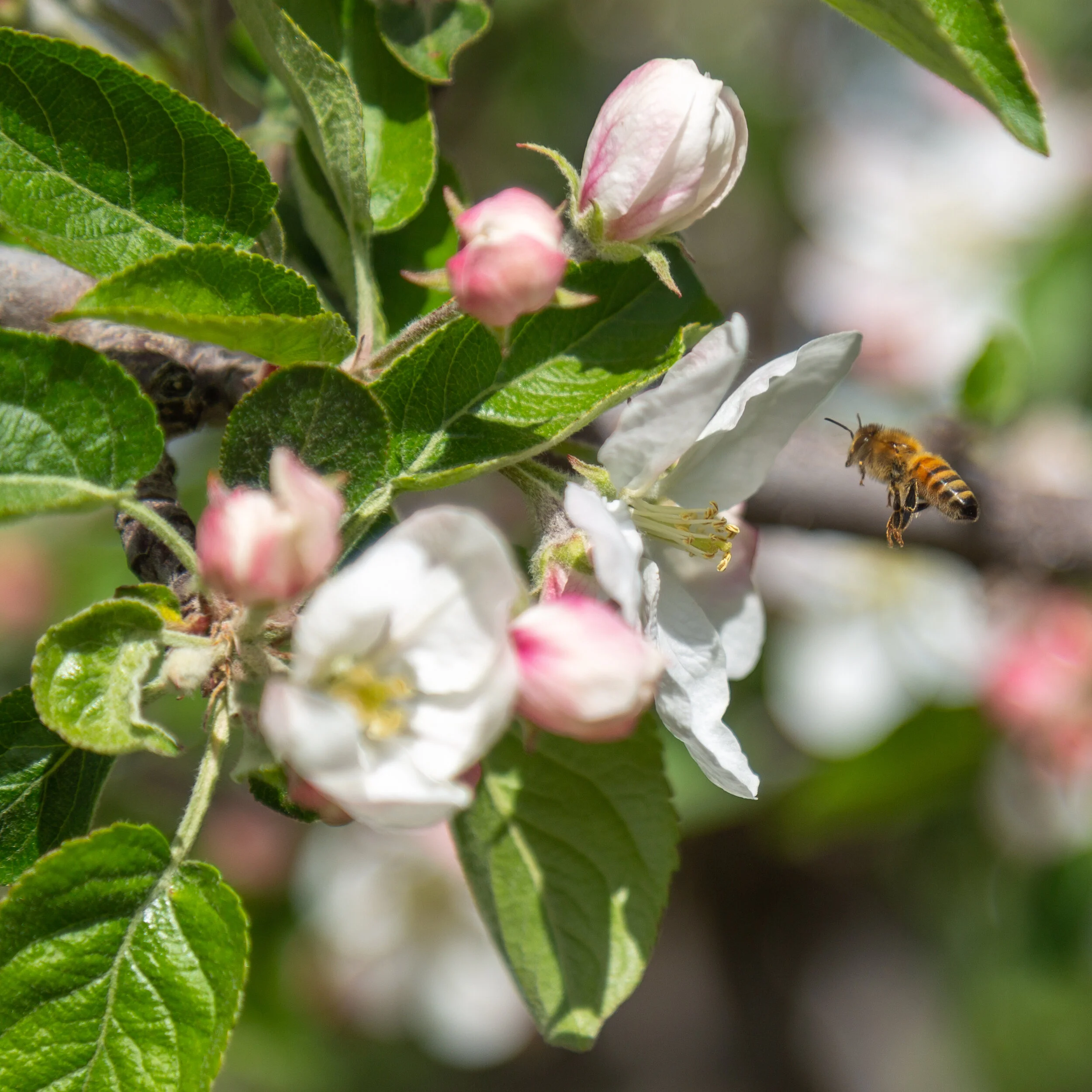 20190429_AppleBlossoms_5D3_7673.jpg