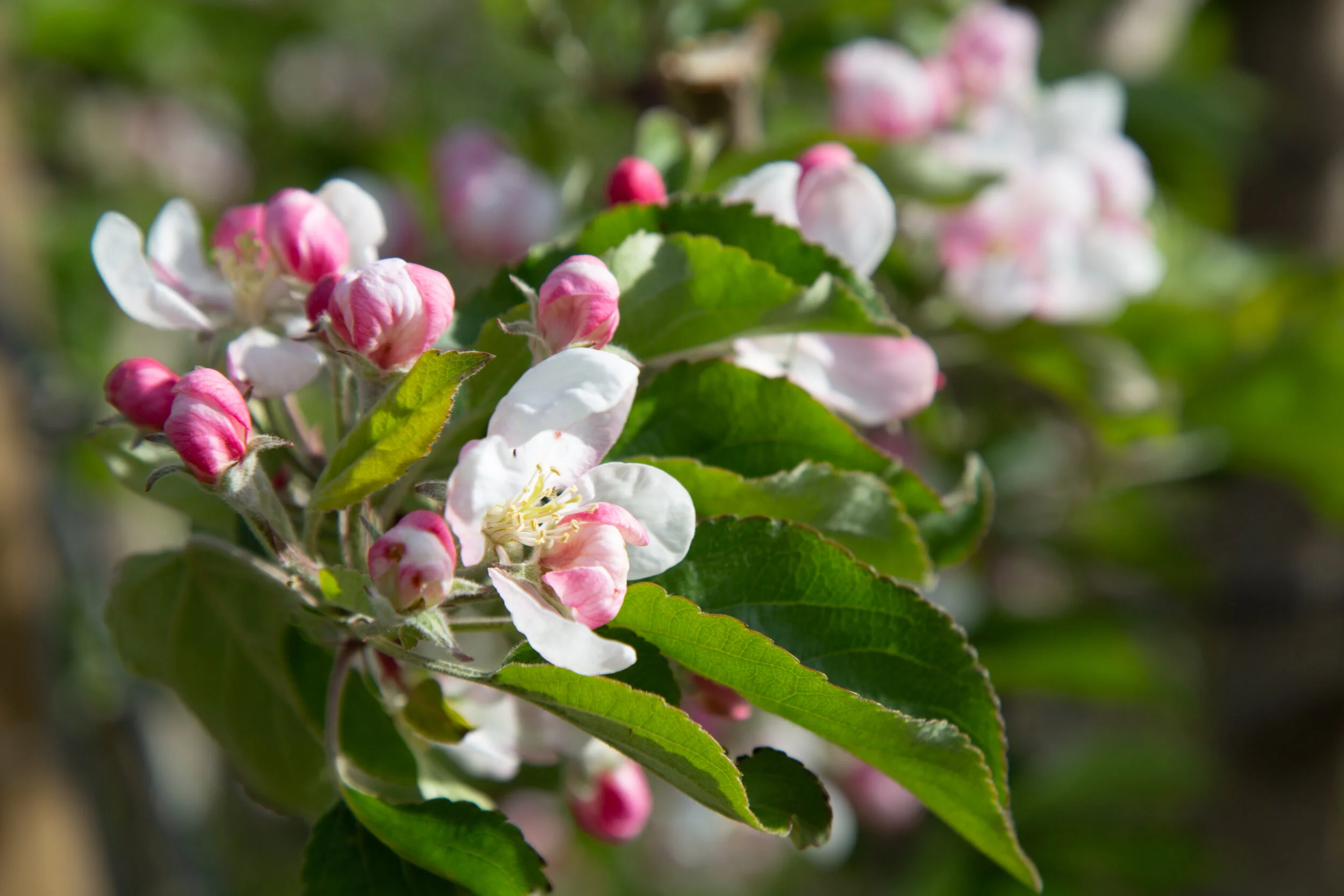 20190502_CosmicCrisp_5D3_7817.jpg