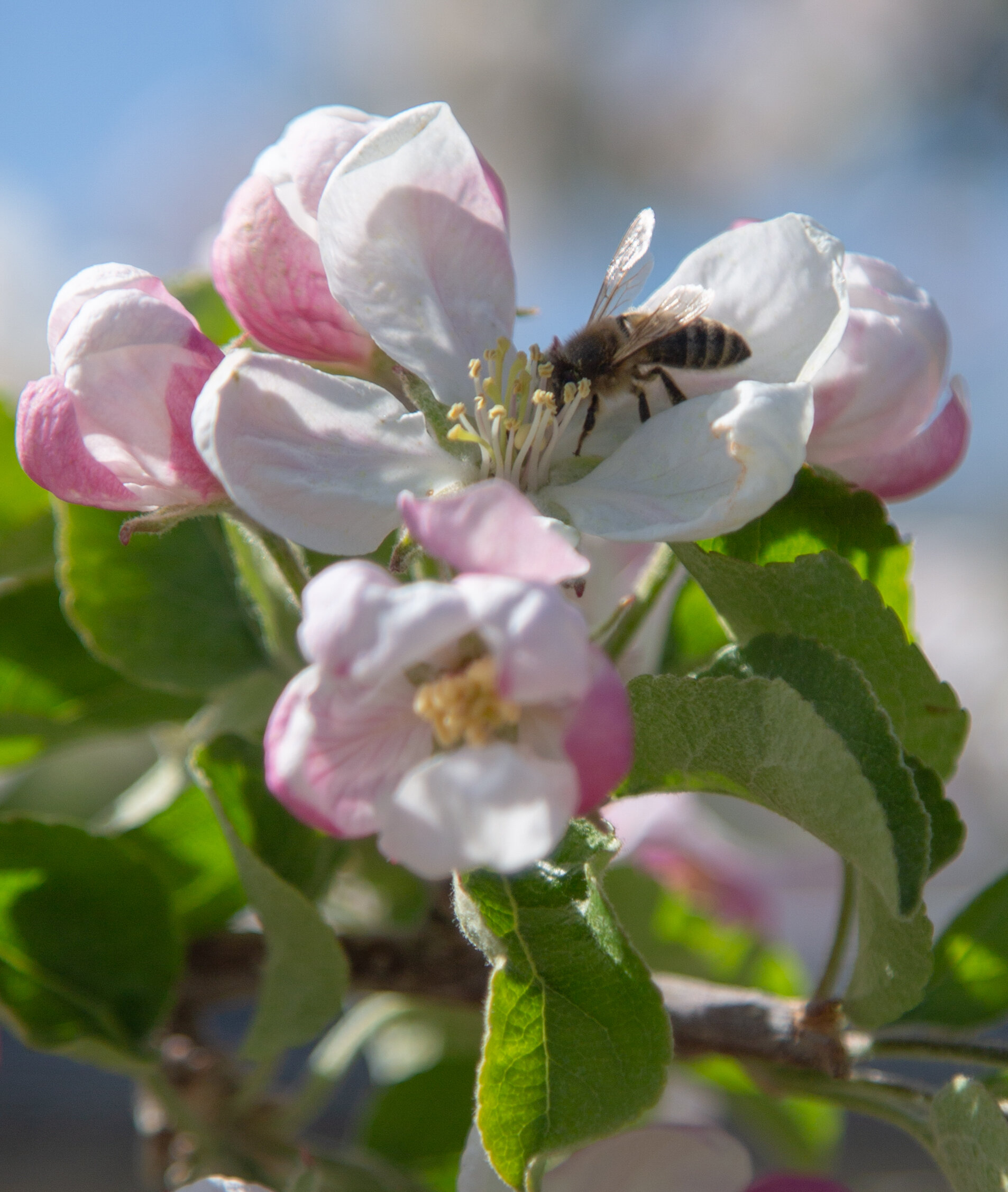 20190502_CosmicCrisp_5D3_7936.jpg