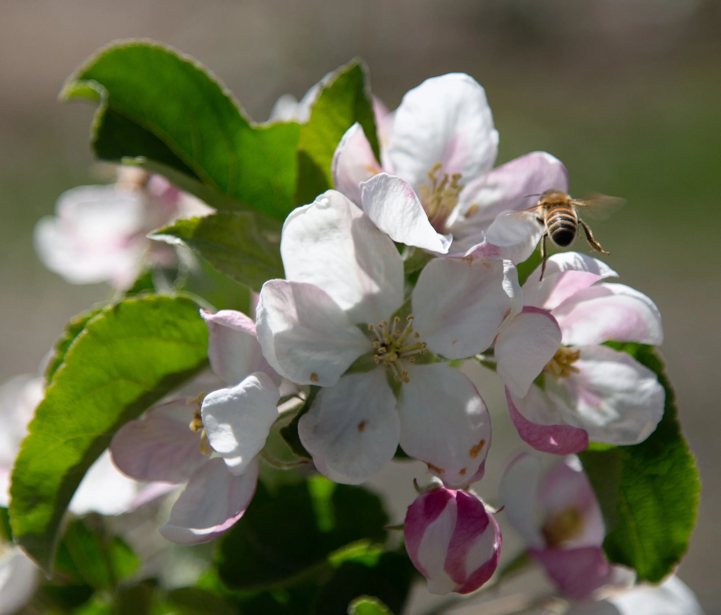 20190502_CosmicCrisp_5D3_7983.jpg