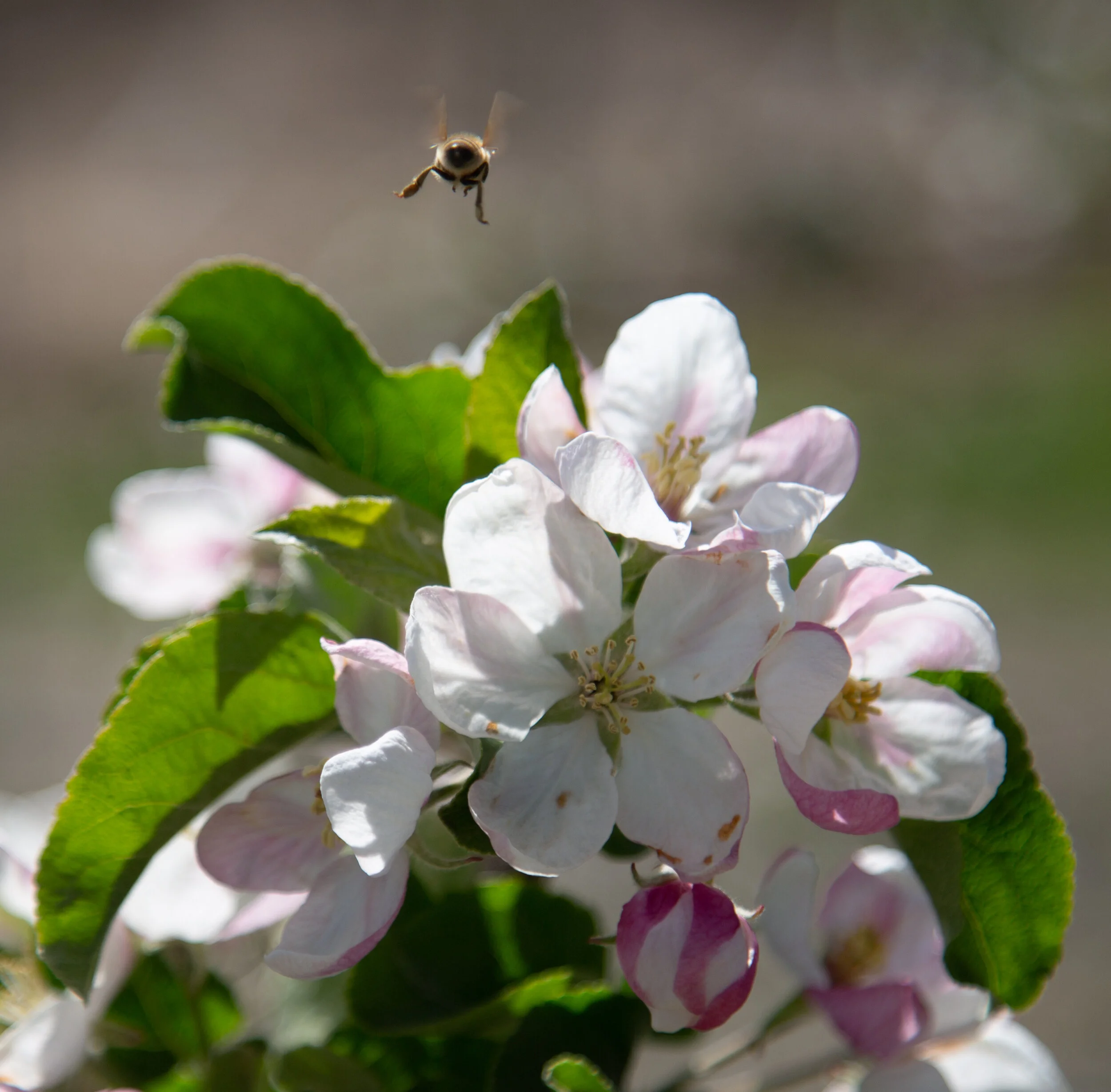 20190502_CosmicCrisp_5D3_7985.jpg